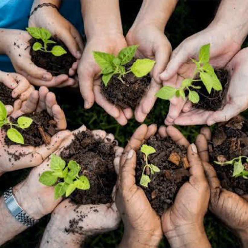 Tree Plantation Initiatives